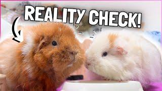 What it's ACTUALLY Like Owning Guinea Pigs!