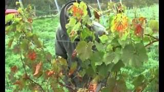 Otter Farm grape harvest