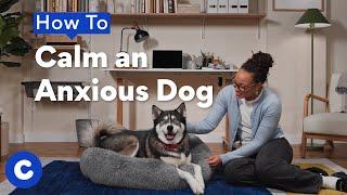 How To Calm an Anxious Dog | Chewtorials