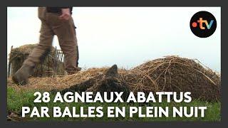 28 agneaux tués par balles en pleine nuit dans leur parc