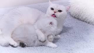 Naughty baby cats Eva and Evan | Mother cat Wixie does discipline her kittens