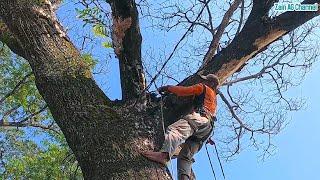 Anticipate disaster ..‼️Execution of dry dead trees disturbs residents