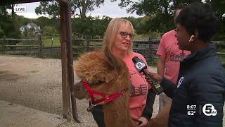 Northeast Ohio farm celebrates National Alpaca Farm Days