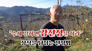 수세 강하면 강전정을 하라, 상식을 뒤집는 전정법