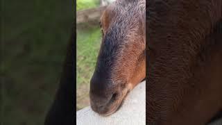 Goat Farming | Goats | breeding | kids #goatfarming #kuhsab #punjab #goat
