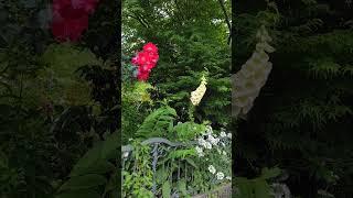 薔薇　ジギタリス　オルレア　モミジ令和オープンガーデン　宗像市吉田邸2025/05/23