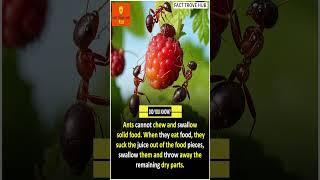 Ants Don't Chew! How They Really Eat Food #facts #shorts #interestingfacts