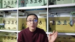 鱼缸的水泵流量选择多少合适，水流过大或者过小，有什么优缺点？