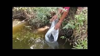 Releasing of 3K fingerlings ( Hito Farming Project)