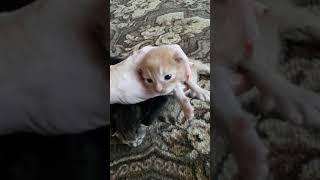 новорождённые котята открыли глазки  #shorts #kittens #котята