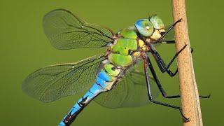 A Massive European Dragonfly ~ The Blue Emperor (Anax imperator)