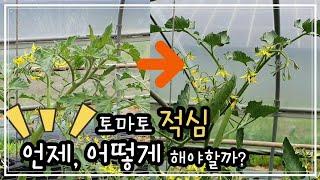 토마토 적심 언제, 어떻게 자르는게 좋을까요?