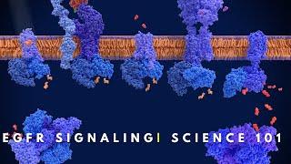 EGFR signaling | Cell Communication