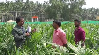 Pavitra Arecanut Nursery |Ph No 8618443011