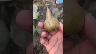 Fake fruit (झूठा फल ) in my garden #gardening #terracegarden #plants #shorts #anjrural