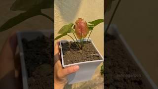 Planting Pink syngonium plant in small pot #syngoniumpink #syngonium #syngoniumplant #indoorplants