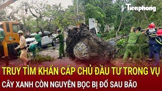 Bản tin thời sự 4/10: Truy tìm khẩn cấp chủ đầu tư trong vụ cây xanh còn nguyên bọc bị đổ sau bão