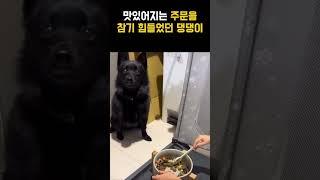 댕댕이의 인내심