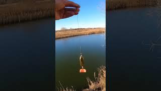 Как поймать щуку? что это #рыбалка #fishing #спиннинг #щука