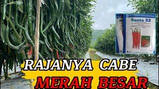 CABE MERAH BESAR SANTA32 BUAH LEBAT DAN SUBUR || HASIL PANEN DI ATAS RATA RATA #viral #rinjan