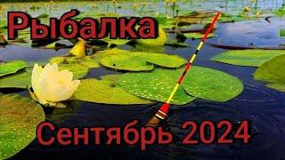 Рыбалка на поплавок 28 сентября 2024 г. на реке!Давно так не рыбачил,Ведро карася за час на червя!