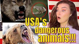 New Zealand Girl Reacts to 10 Most Dangerous Animals in the UNITED STATES OF AMERICA