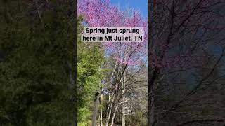 Springtime in Tennessee. #movingtonashville #movingtotennessee #movingtotn