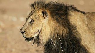 Planeta Carnívoro: El León - Documental de Leones