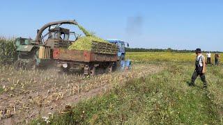 Частина 1. Масова заготівля силосу для відгодівлі ВРХ!