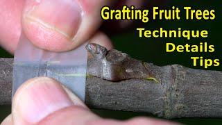 CHIP-BUD EASY GRAFTING TECHNIQUE | Peach, Plum, Citrus, Kiwi, Grape, Fig | FRUIT TREE GRAFTING