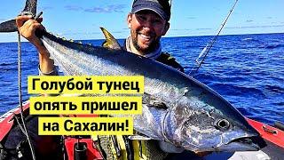 Bluefin Tuna! Big Game at Sakhalin Island!