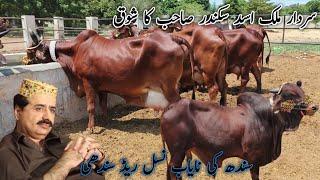 Red Sindhi Cattle rar breed | Sardar Malik Asad Sikandar Sahib | Sindhi cattle market | Sep 1, 2024