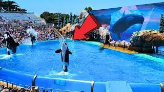 Orca Encounter SeaWorld San Diego California Full Show 2024