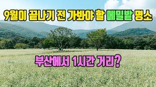 지금 가면 딱 좋은 부산 근교의 양산 통도사 메밀밭을 소개해 드립니다.