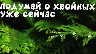 Как защитить хвойные от солнечных ожогов весной