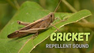 Cricket Repellent Sound