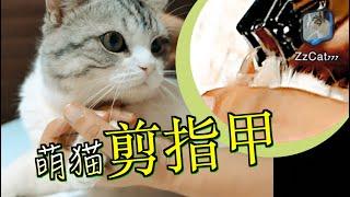 猫剪指甲 宁萌猫不挣扎 其实很紧张239