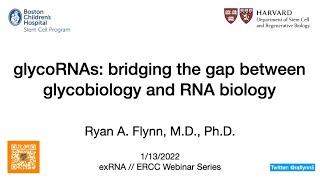 ERCC Webinar: Ryan Flynn - Small RNAs modified with N-glycans on the surface of living cells