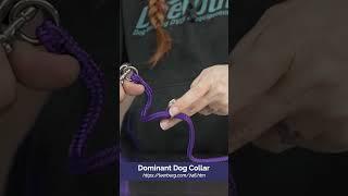 How to Use a Dominant Dog Collar