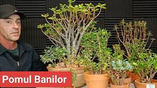 Copacul Banilor îngrijire-  Planta De JAD tutorial