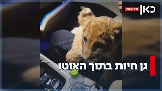 קוף על הדשבורד וגור אריות במושב האחורי: התיעוד החריג מהנגב