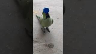 sarabi tota #tota #parrot #mitthu #viral #newshorts #traveling #shorts #youtubeshorts #sprite #masti