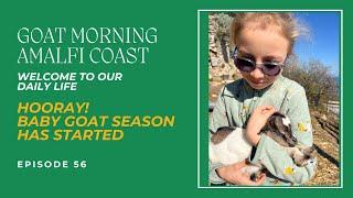 HOORAY! BABY GOAT SEASON HAS STARTED | Goat Morning Amalfi Coast Ep.56