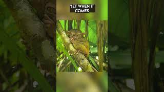 Nature's Master of Camouflage The Enigmatic Tarsier | Paws on the Planet