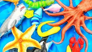 Learn sea animal names and facts for babies, toddlers, preschoolers, kids