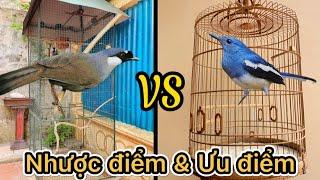 Mặt Lợi và Hại khi nuôi Chim Cảnh thả Aviary - Nuôi Chim cảnh || Đạt Bird TV