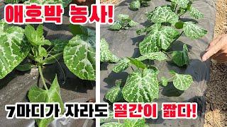 짧은 절간으로 대박 #애호박농사