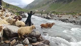 How to cross the animals in river? | Chorr Valley, Allai|