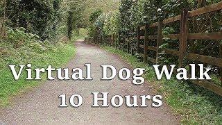 Dog TV Videos for Dogs to Watch : Virtual Dog Walk in The Woods - Dog Watch TV 