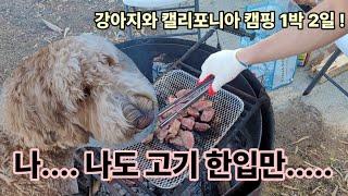 골든두들과 1박 2일 캘리포니아 캠핑기 (집떠나면 개고생)